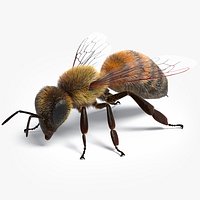 Realistic Honey Bee