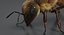 3D realistic bee real