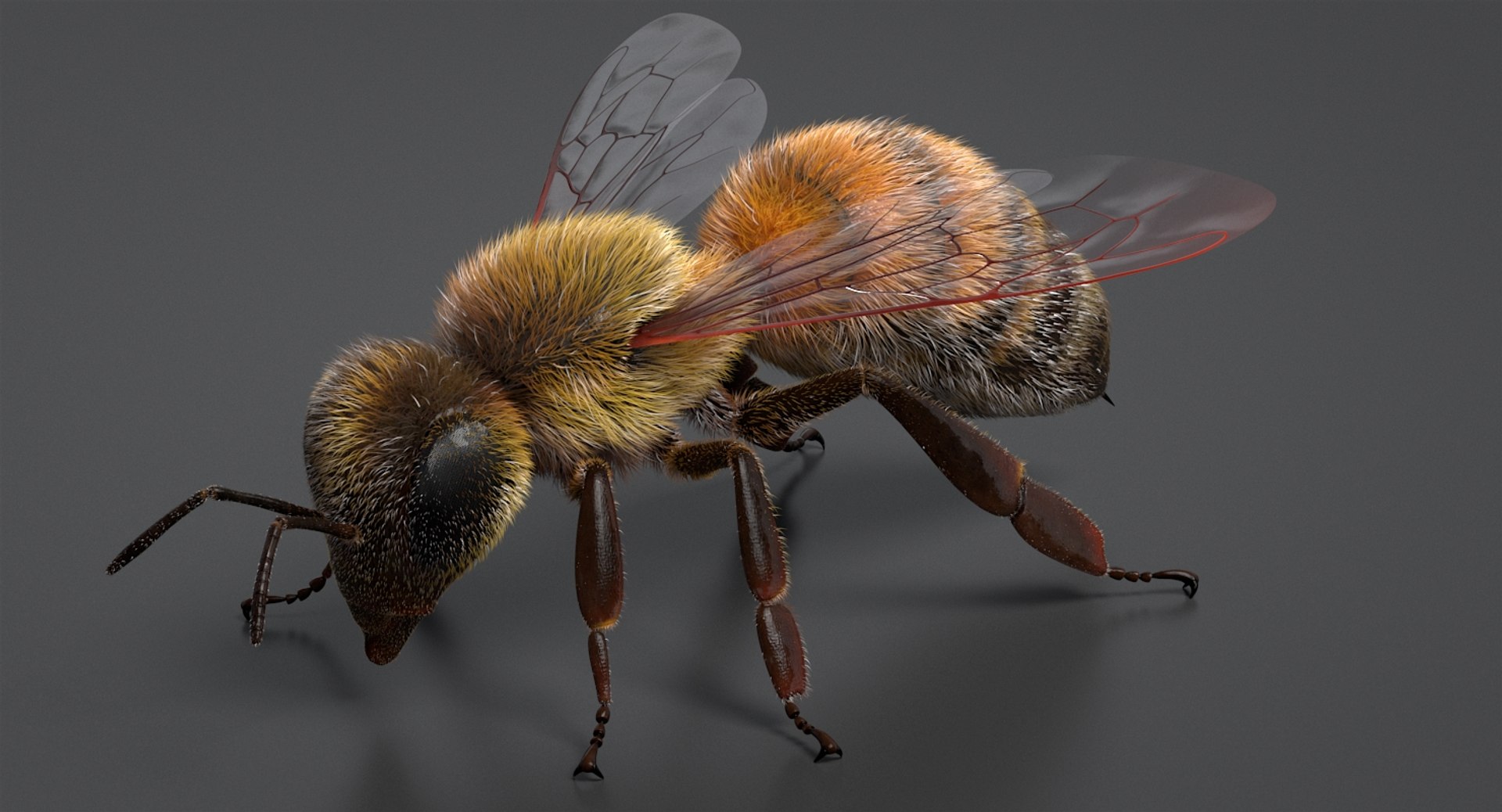 3D realistic bee real TurboSquid 1375206