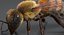 3D realistic bee real