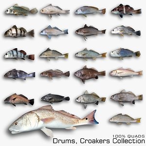3D Croakers Drums Collection model