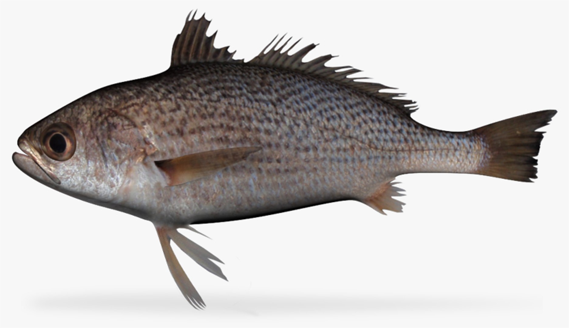 3D Croakers Drums Collection model - TurboSquid 1811945