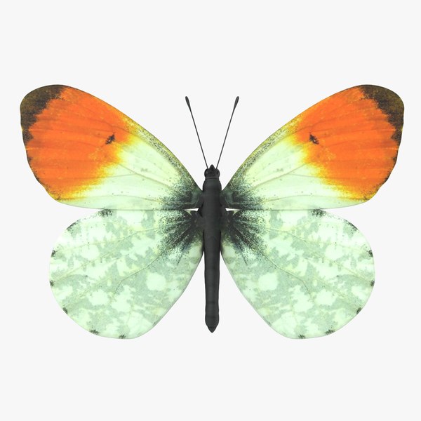 Orange Tip Butterfly 3D model