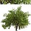 Set of Lemon or Citrus limon Tree