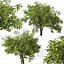 Set of Lemon or Citrus limon Tree