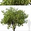 Set of Lemon or Citrus limon Tree