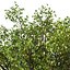 Set of Lemon or Citrus limon Tree