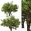 Set of Lemon or Citrus limon Tree