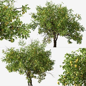 3D Set of Lemon or Citrus limon Tree