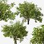 Set of Lemon or Citrus limon Tree