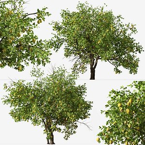 Set of Lemon or Citrus limon Tree
