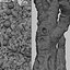 Set of Lemon or Citrus limon Tree