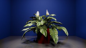calla lilly 3D model