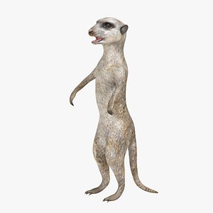 Meerkat model
