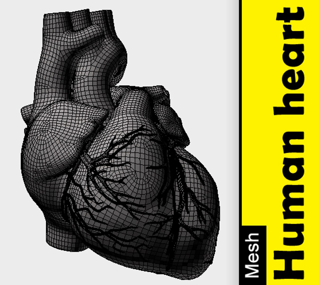 Human Heart Model | 1144945 | TurboSquid