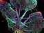 Avatar Fungus Tree Animated Pack