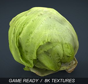 Iceberg Lettuce