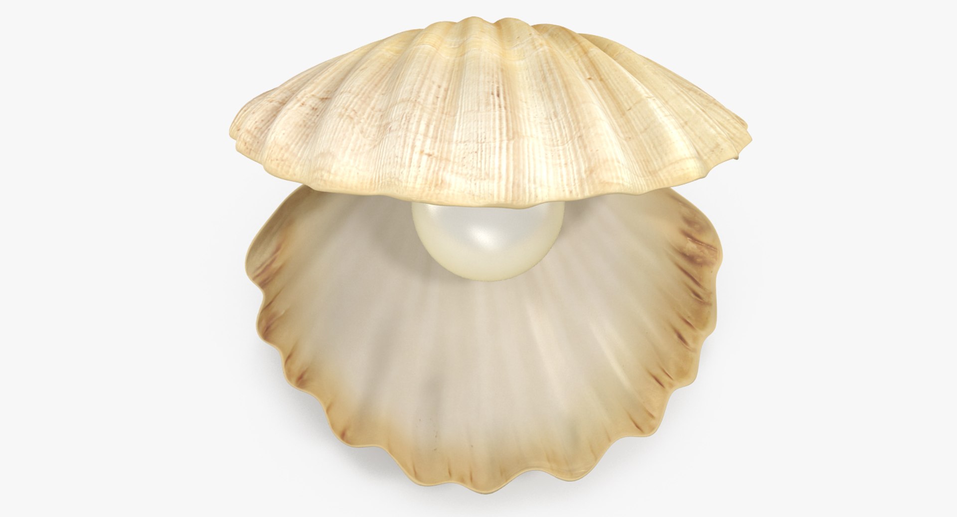 sea shell pearl 3D model https://p.turbosquid.com/ts-thumb/JJ/zsjHhg/YcZAQX3Q/seashellwithpearlvray3dmodel005/jpg/1515618587/1920x1080/fit_q87/2dcb7f273da1e0910710eb2839cf981091021e90/seashellwithpearlvray3dmodel005.jpg