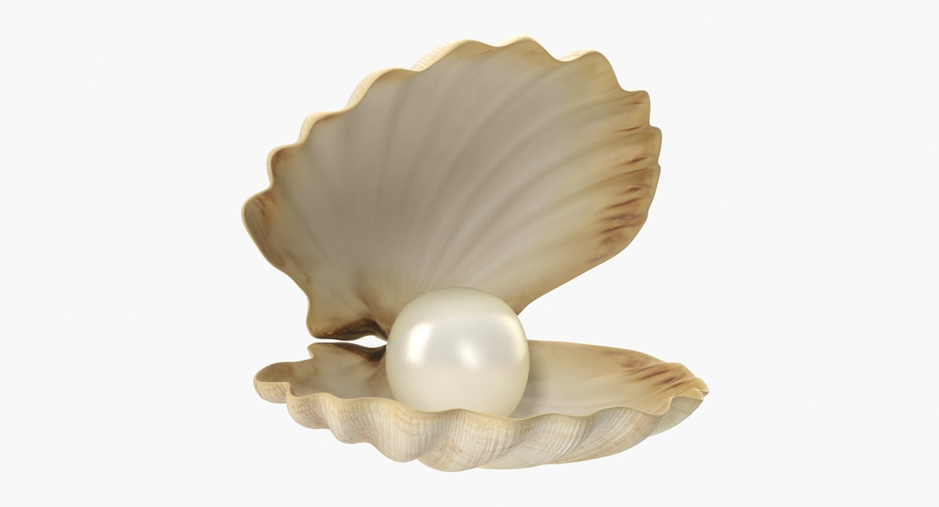 sea shell pearl 3D model https://p.turbosquid.com/ts-thumb/JJ/zsjHhg/YqfQDBna/sea_shell_with_pearl_360/jpg/1515617313/1920x1080/turn_fit_q99/412325cc1804f6aca557c3bb5f6a162f145326d7/sea_shell_with_pearl_360-1.jpg