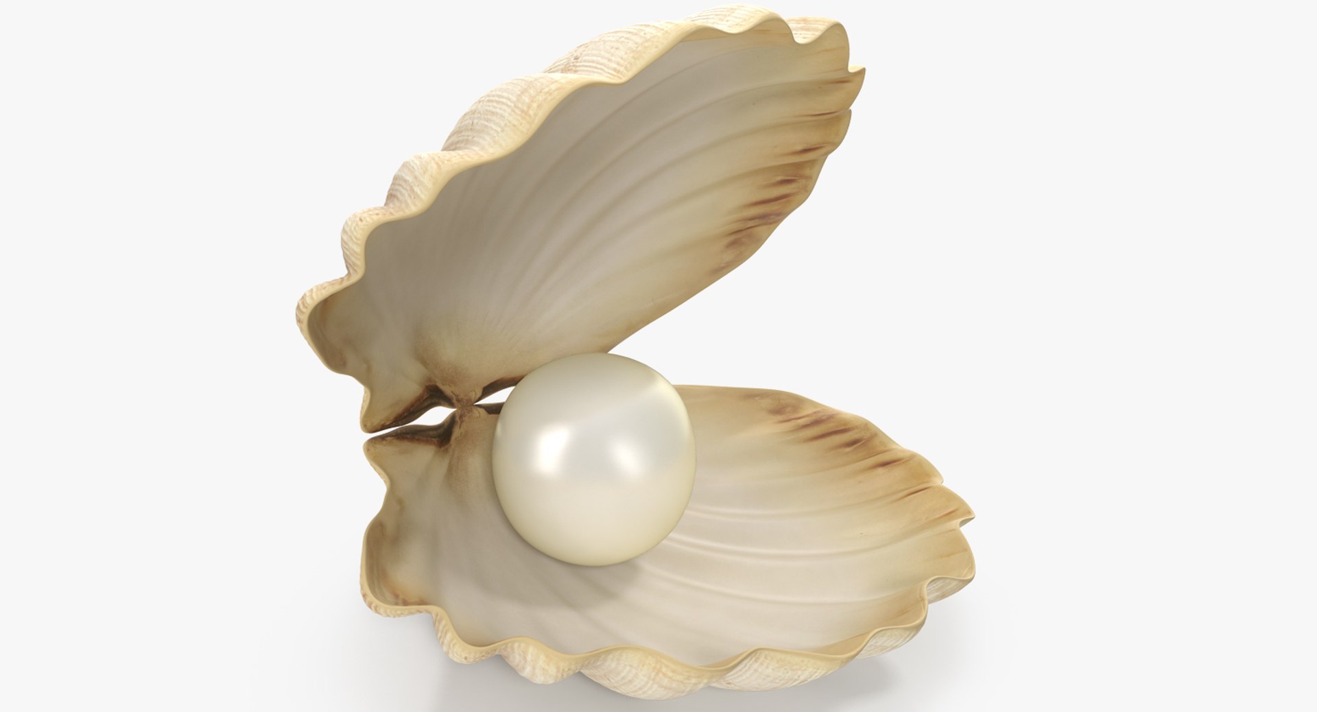 Sea Shells With Pearls Collection 3D model preview