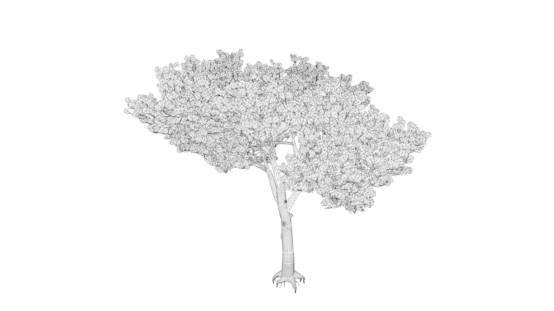 3D Italian Stone Pine Tree - 01 - - TurboSquid 2373542