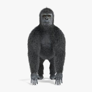 western gorilla model