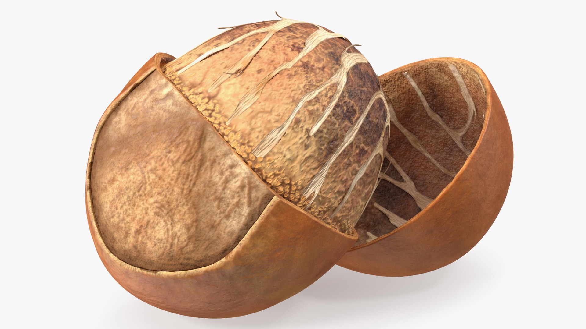 Shea Nut Opened 3D model preview