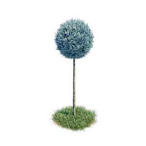 cupressus arizonica stamm sphere model