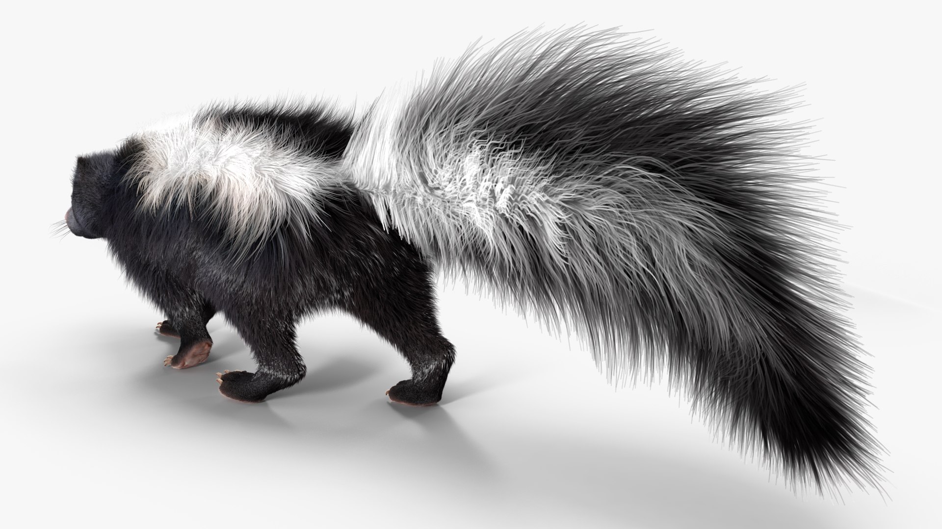 3d Model Animal Skunk Fur Rigged - Turbosquid 2108929