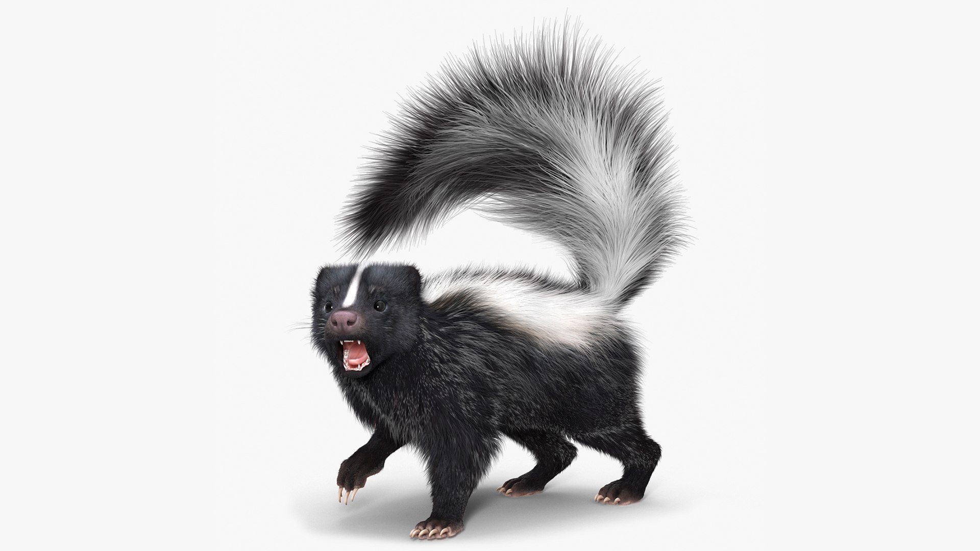 Animal Skunk Fur Rigged 3D model preview