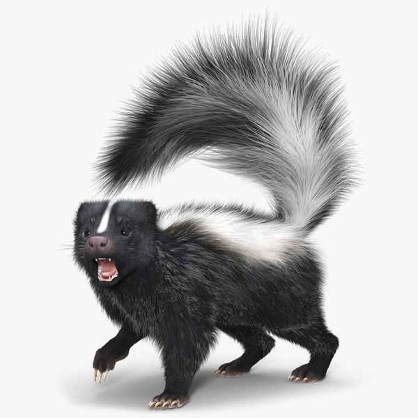 3D model Animal Skunk Fur Rigged