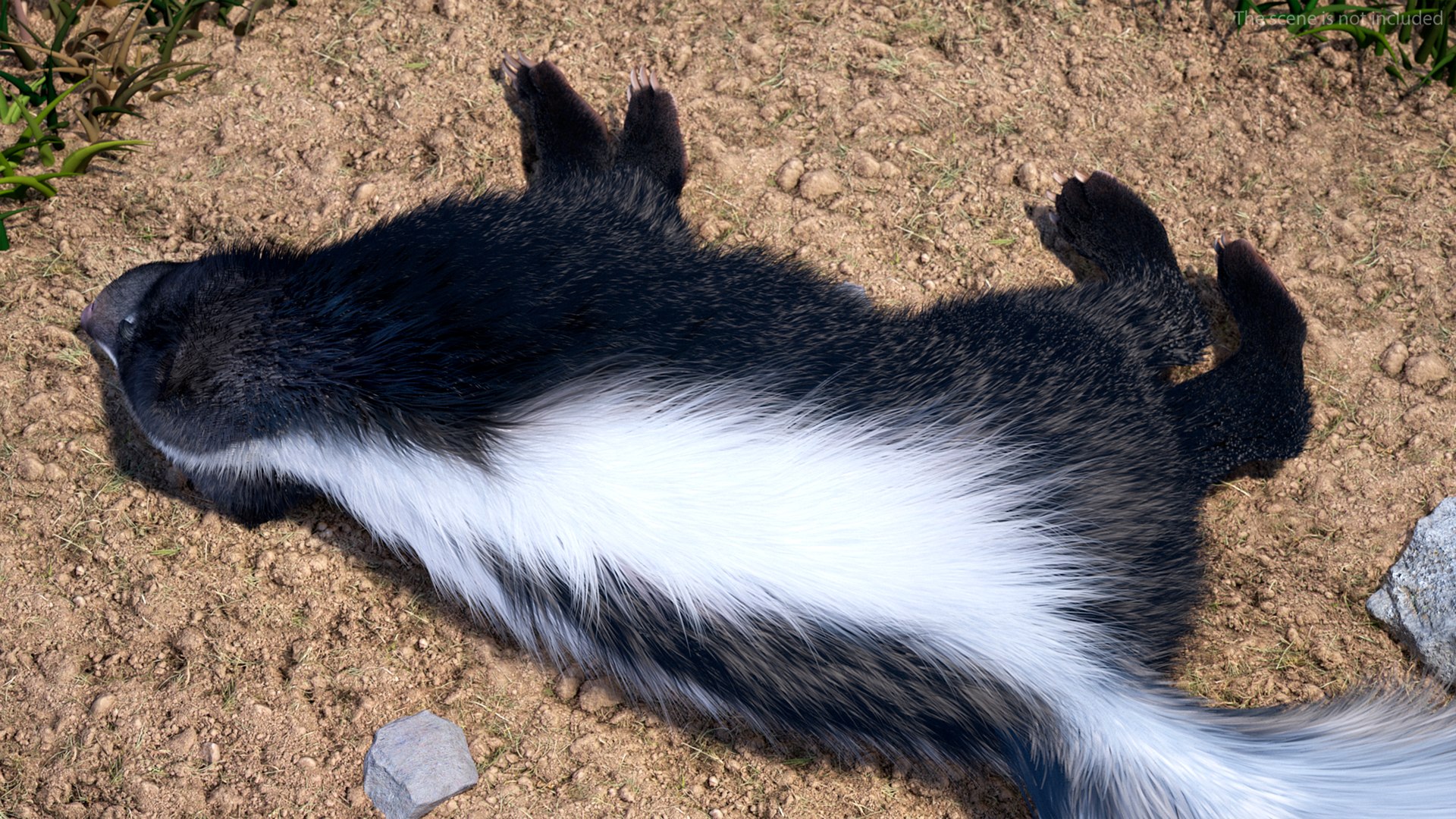 3D Model Animal Skunk Fur Rigged - TurboSquid 2108929