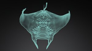 Manta Ray