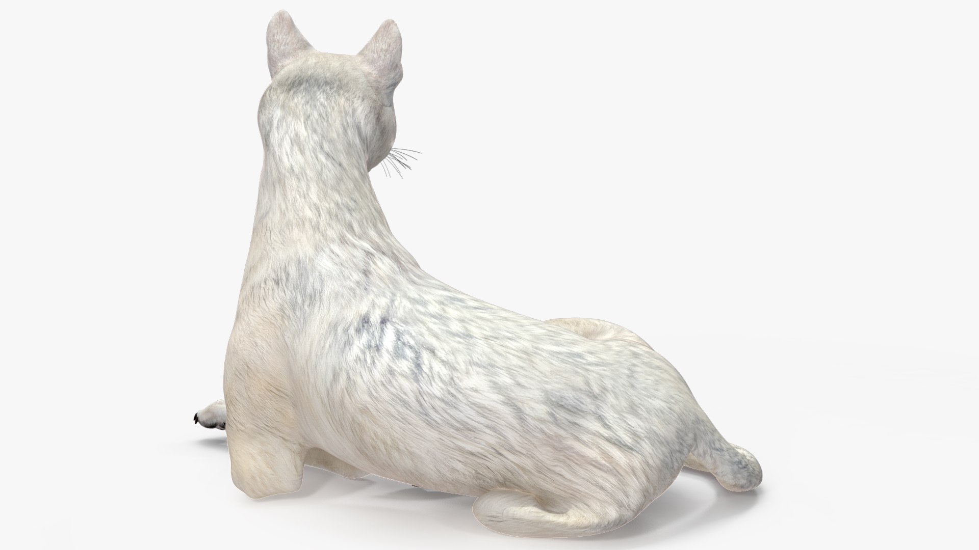 White Wolf Rigged for Cinema 4D 3D https://p.turbosquid.com/ts-thumb/JK/S9cYWv/4K/whitewolfriggedforcinema4dvray3dmodel024/jpg/1719986381/1920x1080/fit_q87/5393f12f962f32072374202239acd56eb7ae2a5d/whitewolfriggedforcinema4dvray3dmodel024.jpg