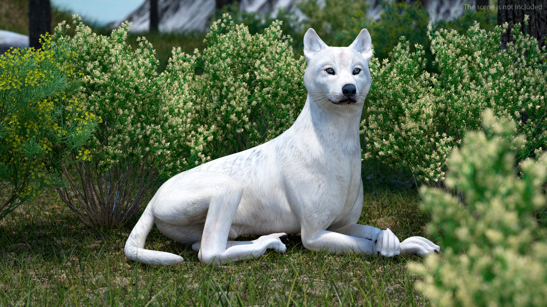 White Wolf Rigged For Cinema 4D 3D - TurboSquid 2250127