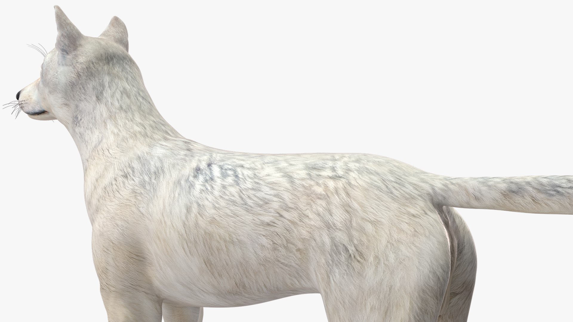 White Wolf Rigged for Cinema 4D 3D https://p.turbosquid.com/ts-thumb/JK/S9cYWv/EL/whitewolfriggedforcinema4dvray3dmodel030/jpg/1719986406/1920x1080/fit_q87/d011ade726b005b421c233e9c473bc0fc7e27c5a/whitewolfriggedforcinema4dvray3dmodel030.jpg