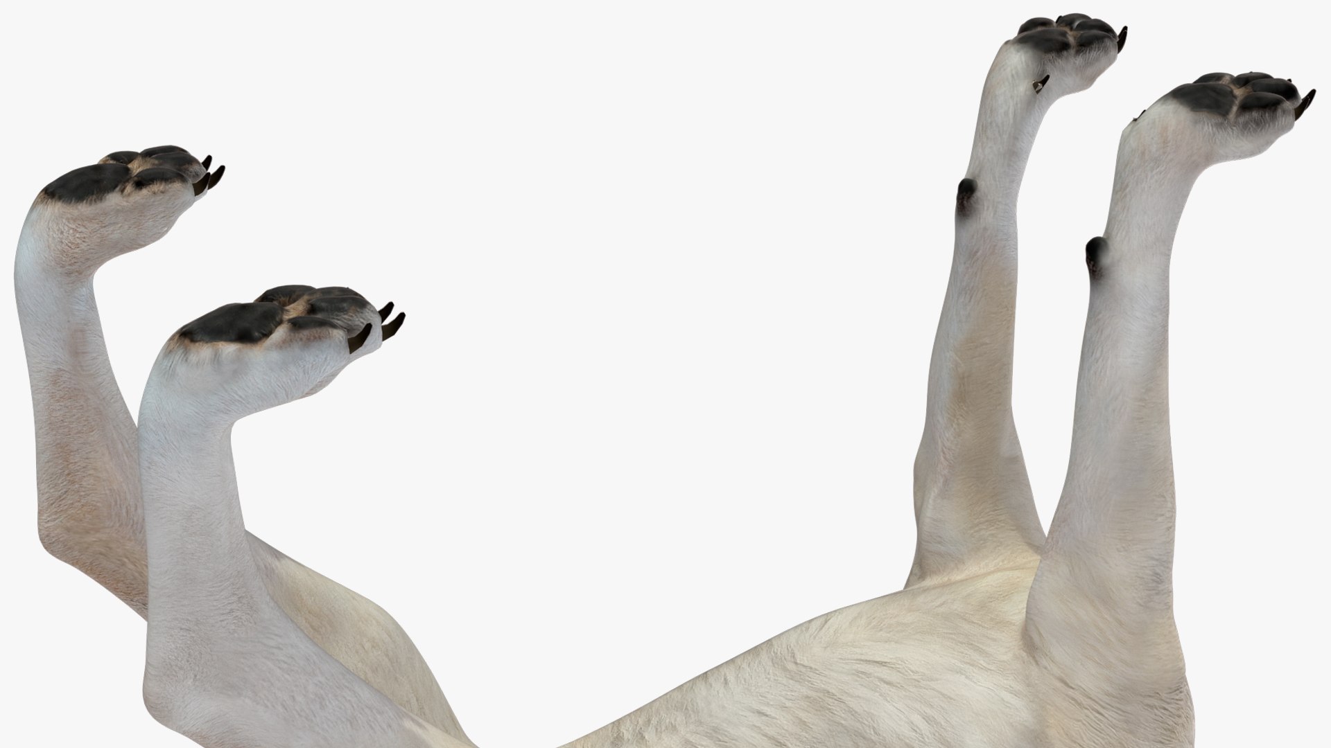 White Wolf Rigged for Cinema 4D 3D https://p.turbosquid.com/ts-thumb/JK/S9cYWv/Mt/whitewolfriggedforcinema4dvray3dmodel027/jpg/1719986393/1920x1080/fit_q87/29f842c23531e67270f3c6f0085f6e9e34abada5/whitewolfriggedforcinema4dvray3dmodel027.jpg