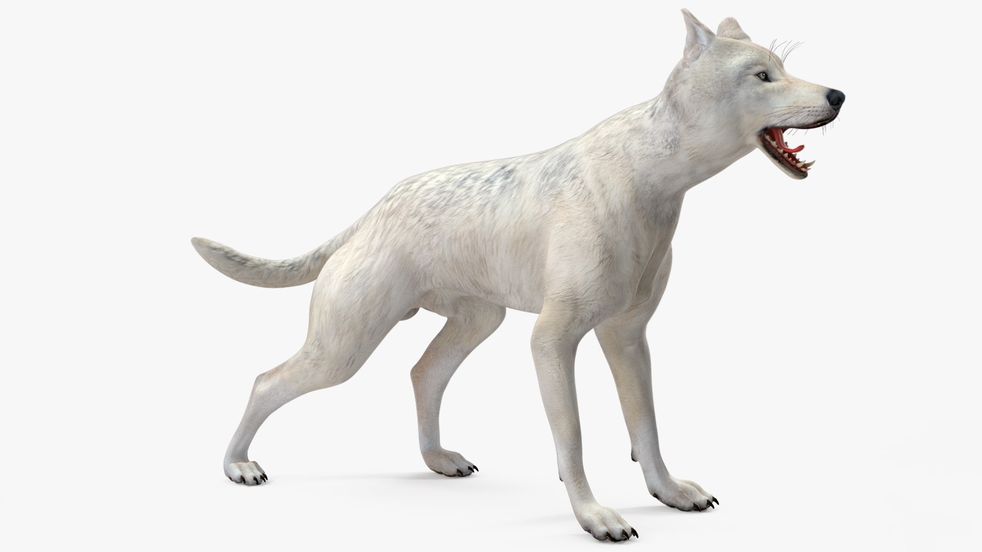 White Wolf Rigged for Cinema 4D 3D https://p.turbosquid.com/ts-thumb/JK/S9cYWv/OI/whitewolfriggedforcinema4dvray3dmodel021/jpg/1719986368/1920x1080/fit_q87/248213628ee2040b92c2ac772909347582e5eab7/whitewolfriggedforcinema4dvray3dmodel021.jpg