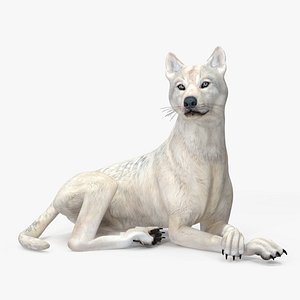 White Wolf Rigged for Cinema 4D 3D