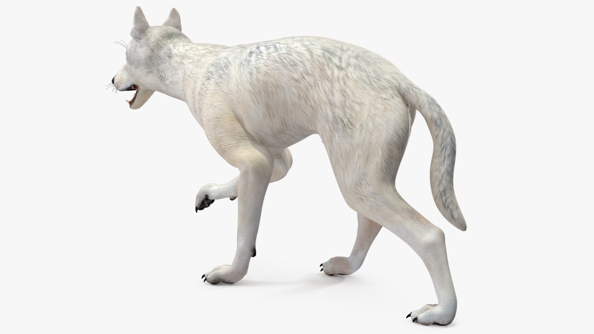 White Wolf Rigged for Cinema 4D 3D https://p.turbosquid.com/ts-thumb/JK/S9cYWv/VK/whitewolfriggedforcinema4dvray3dmodel020/jpg/1719986364/1920x1080/fit_q87/d9bdacb25791b77ed39d5ba170f3ac6faf7c991b/whitewolfriggedforcinema4dvray3dmodel020.jpg