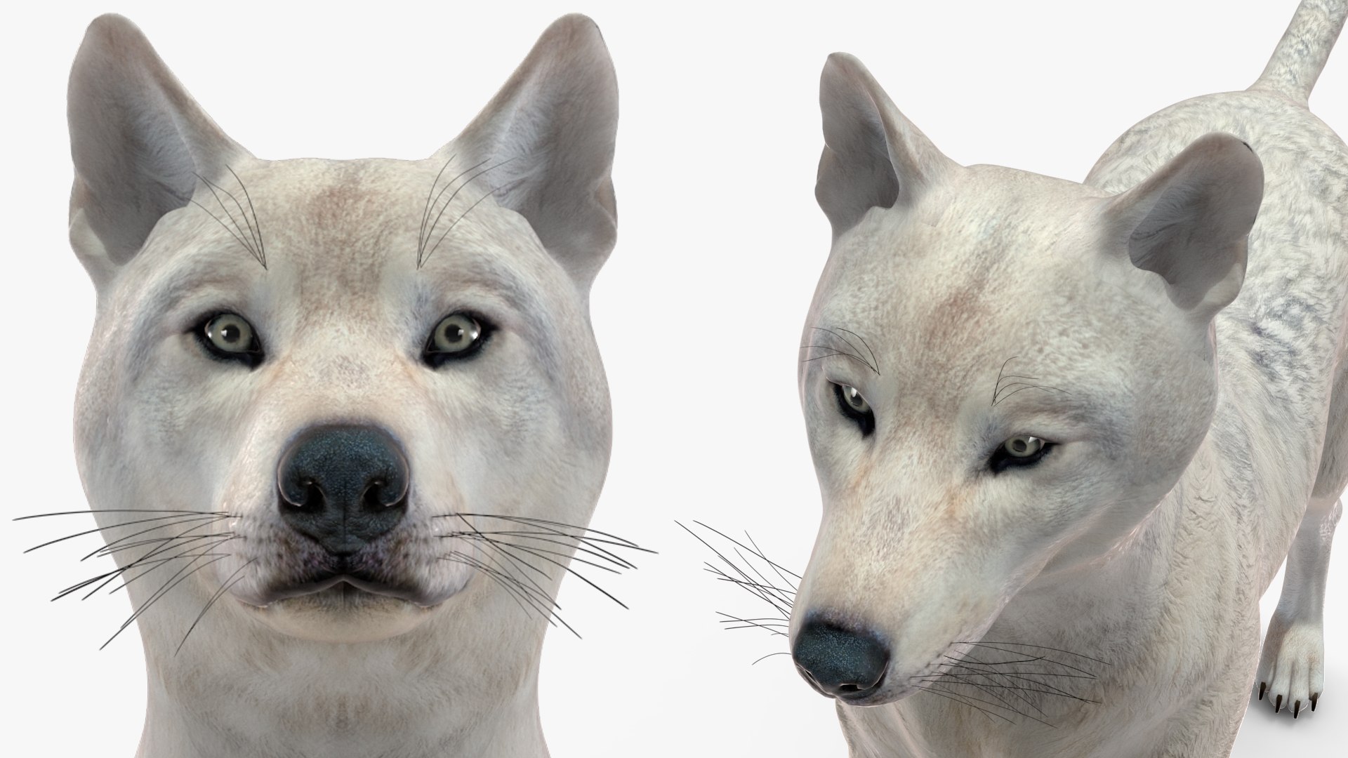 White Wolf Rigged for Cinema 4D 3D https://p.turbosquid.com/ts-thumb/JK/S9cYWv/XX/whitewolfriggedforcinema4dvray3dmodel037/jpg/1719986433/1920x1080/fit_q87/ab33bc5165edbc302cb1345aa9d0717216266c24/whitewolfriggedforcinema4dvray3dmodel037.jpg