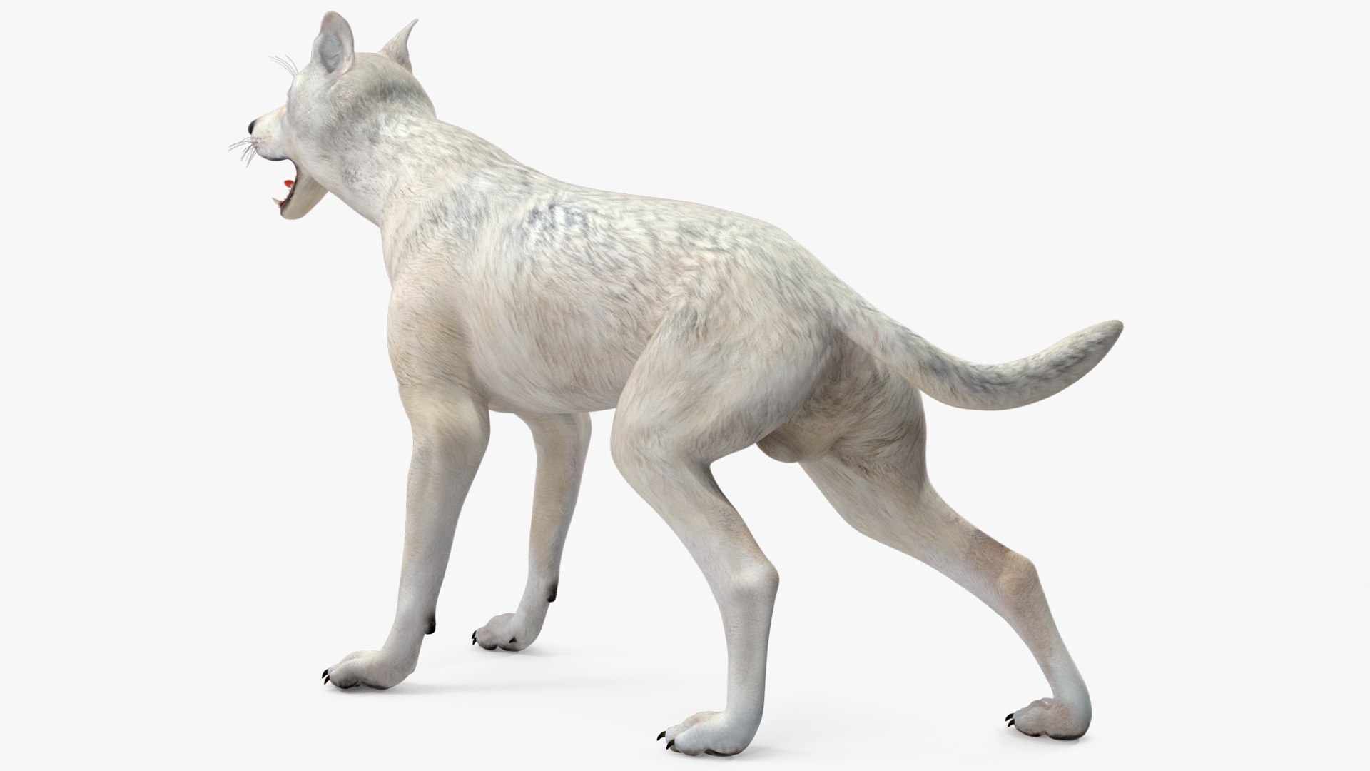 White Wolf Rigged for Cinema 4D 3D https://p.turbosquid.com/ts-thumb/JK/S9cYWv/aD/whitewolfriggedforcinema4dvray3dmodel022/jpg/1719986373/1920x1080/fit_q87/08283e4bd8aa7b1b719487ef9dfc3049a1d44632/whitewolfriggedforcinema4dvray3dmodel022.jpg