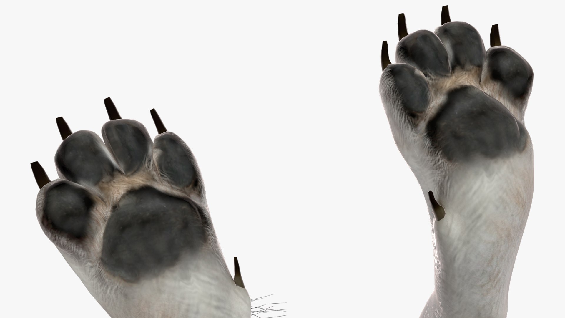 White Wolf Rigged for Cinema 4D 3D https://p.turbosquid.com/ts-thumb/JK/S9cYWv/d4/whitewolfriggedforcinema4dvray3dmodel028/jpg/1719986397/1920x1080/fit_q87/15e8592047d143f0491bed1690fa703ec3e61e71/whitewolfriggedforcinema4dvray3dmodel028.jpg