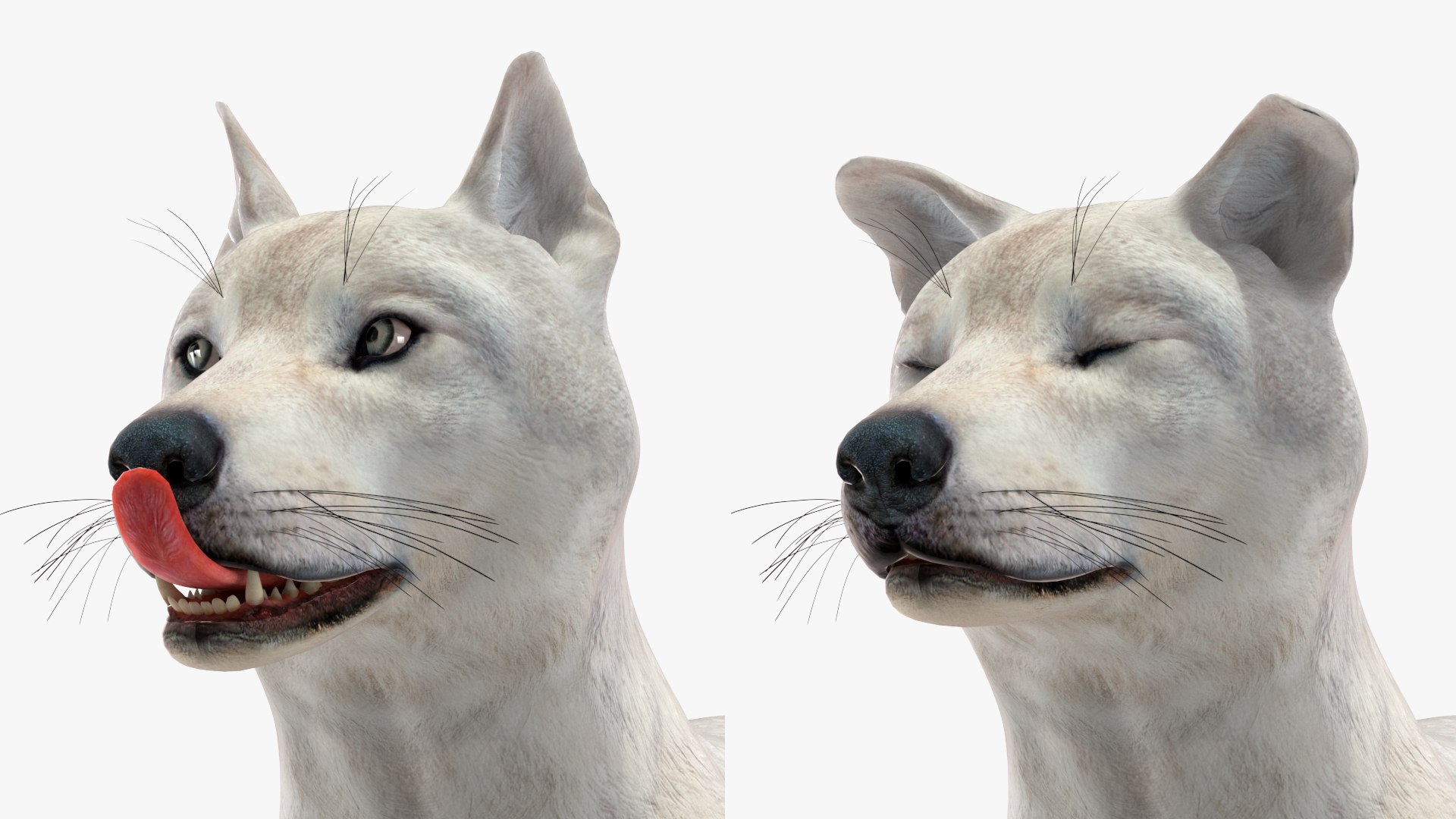 White Wolf Rigged for Cinema 4D 3D https://p.turbosquid.com/ts-thumb/JK/S9cYWv/d9/whitewolfriggedforcinema4dvray3dmodel035/jpg/1719986426/1920x1080/fit_q87/f83afda05e2402beed988ea7bb7df817f51a5c9b/whitewolfriggedforcinema4dvray3dmodel035.jpg