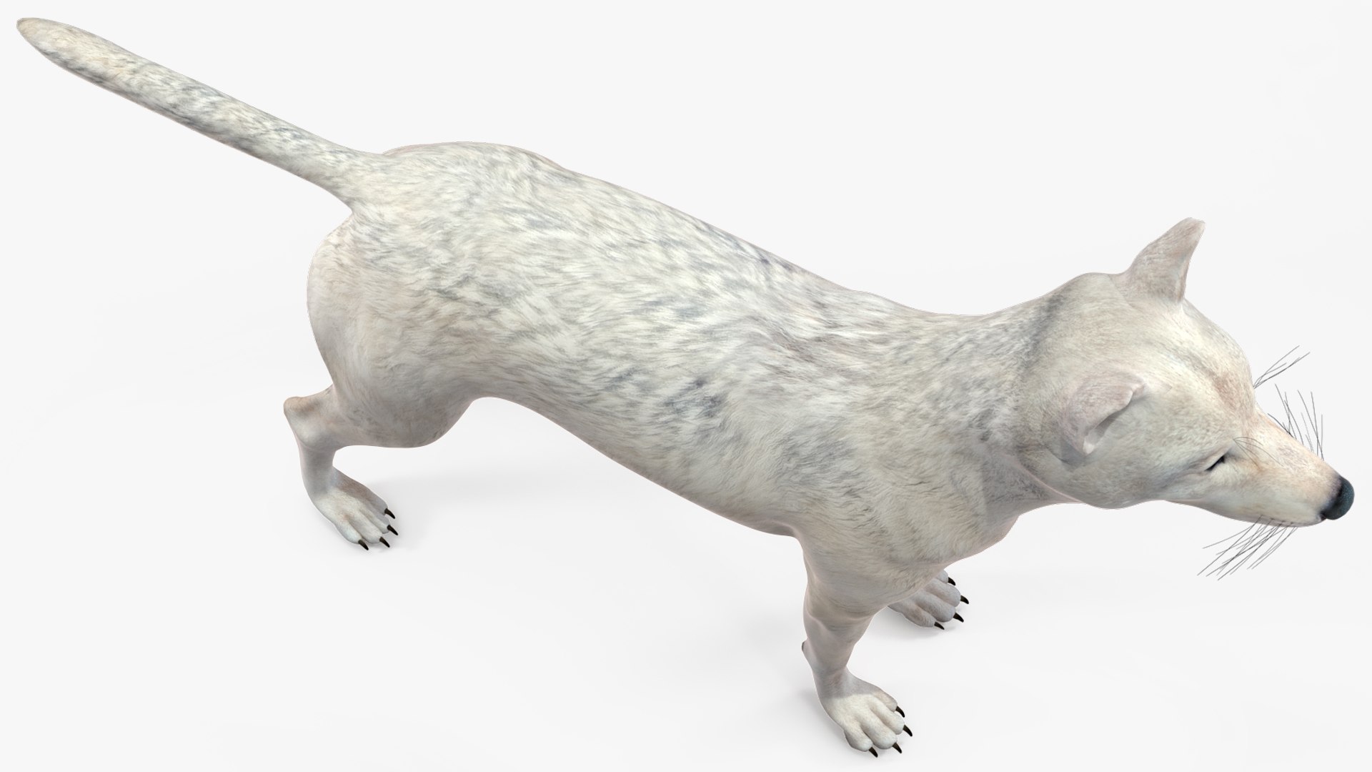 White Wolf Rigged for Cinema 4D 3D https://p.turbosquid.com/ts-thumb/JK/S9cYWv/g9/whitewolfriggedforcinema4dvray3dmodel025/jpg/1719986385/1920x1080/fit_q87/f71af096209414e09a7c215b0acbb5bf117ffa19/whitewolfriggedforcinema4dvray3dmodel025.jpg