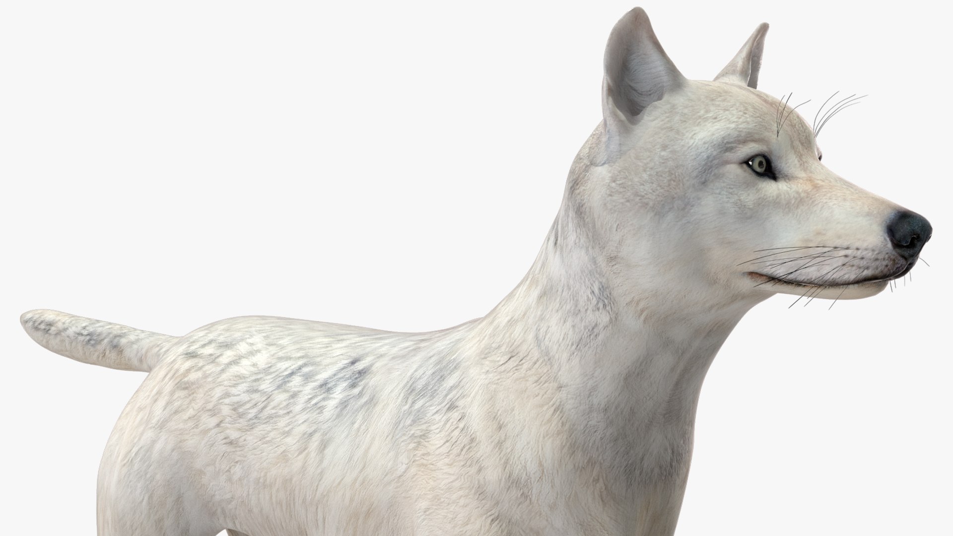 White Wolf Rigged for Cinema 4D 3D https://p.turbosquid.com/ts-thumb/JK/S9cYWv/jG/whitewolfriggedforcinema4dvray3dmodel029/jpg/1719986401/1920x1080/fit_q87/7a006aa39f8b4b8e6850a7a0fff3ba81af5da56d/whitewolfriggedforcinema4dvray3dmodel029.jpg