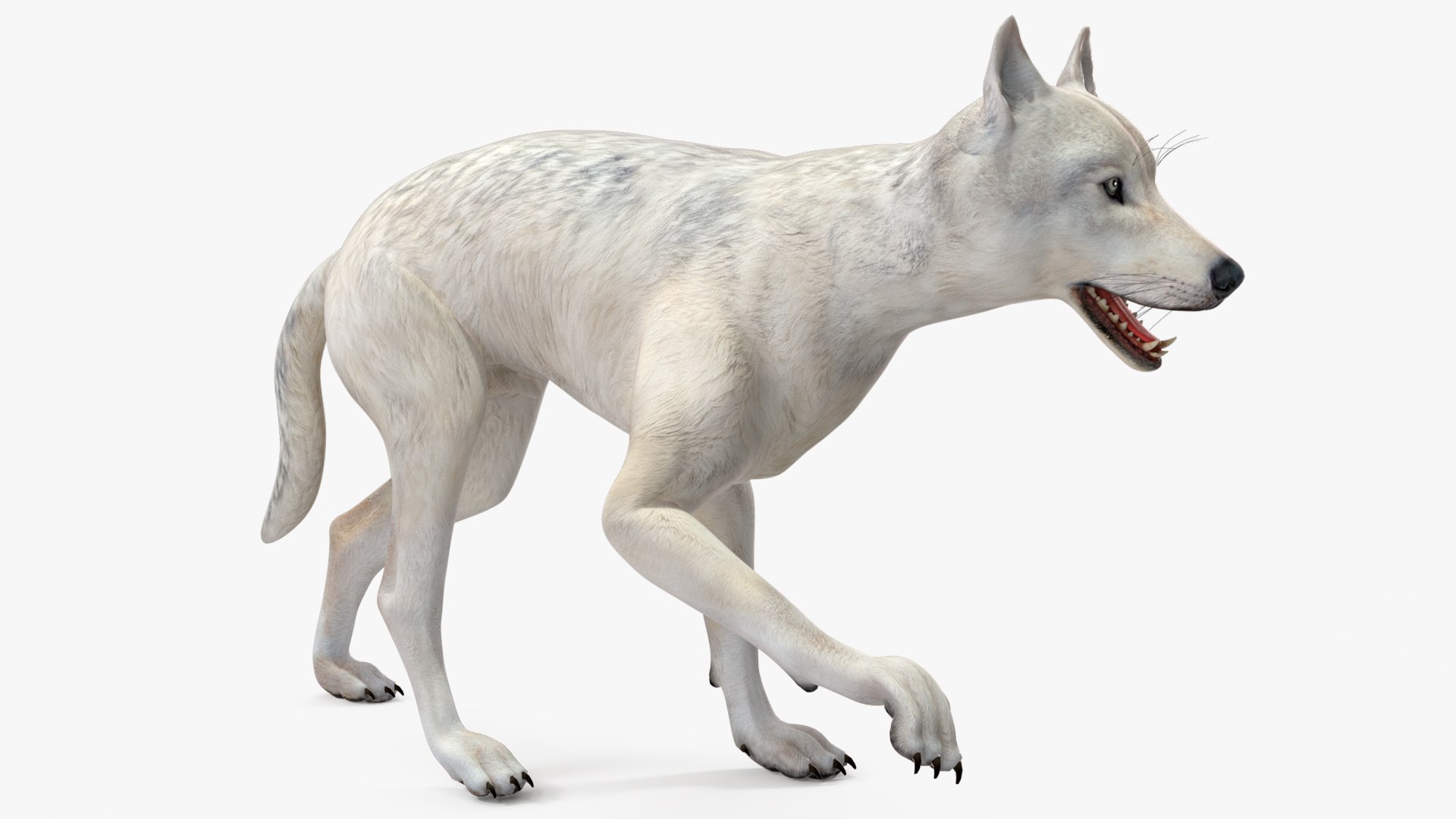 White Wolf Rigged for Cinema 4D 3D https://p.turbosquid.com/ts-thumb/JK/S9cYWv/kA/whitewolfriggedforcinema4dvray3dmodel019/jpg/1719986359/1920x1080/fit_q87/58ecad4a19ce0ad23106bc76d2c90267761531e7/whitewolfriggedforcinema4dvray3dmodel019.jpg