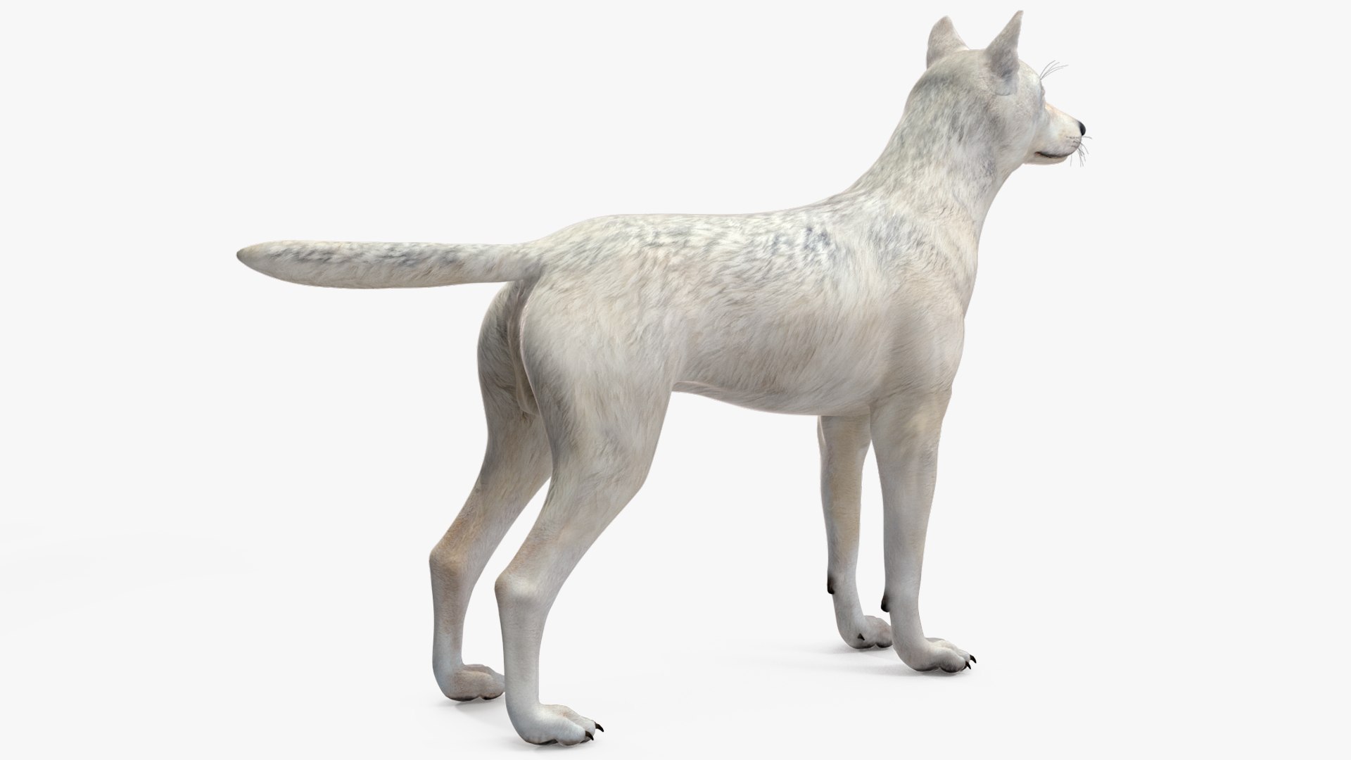White Wolf Rigged for Cinema 4D 3D https://p.turbosquid.com/ts-thumb/JK/S9cYWv/oU/whitewolfriggedforcinema4dvray3dmodel018/jpg/1719986354/1920x1080/fit_q87/d45d42256bb021c299ec42b4fd882c153beb4139/whitewolfriggedforcinema4dvray3dmodel018.jpg