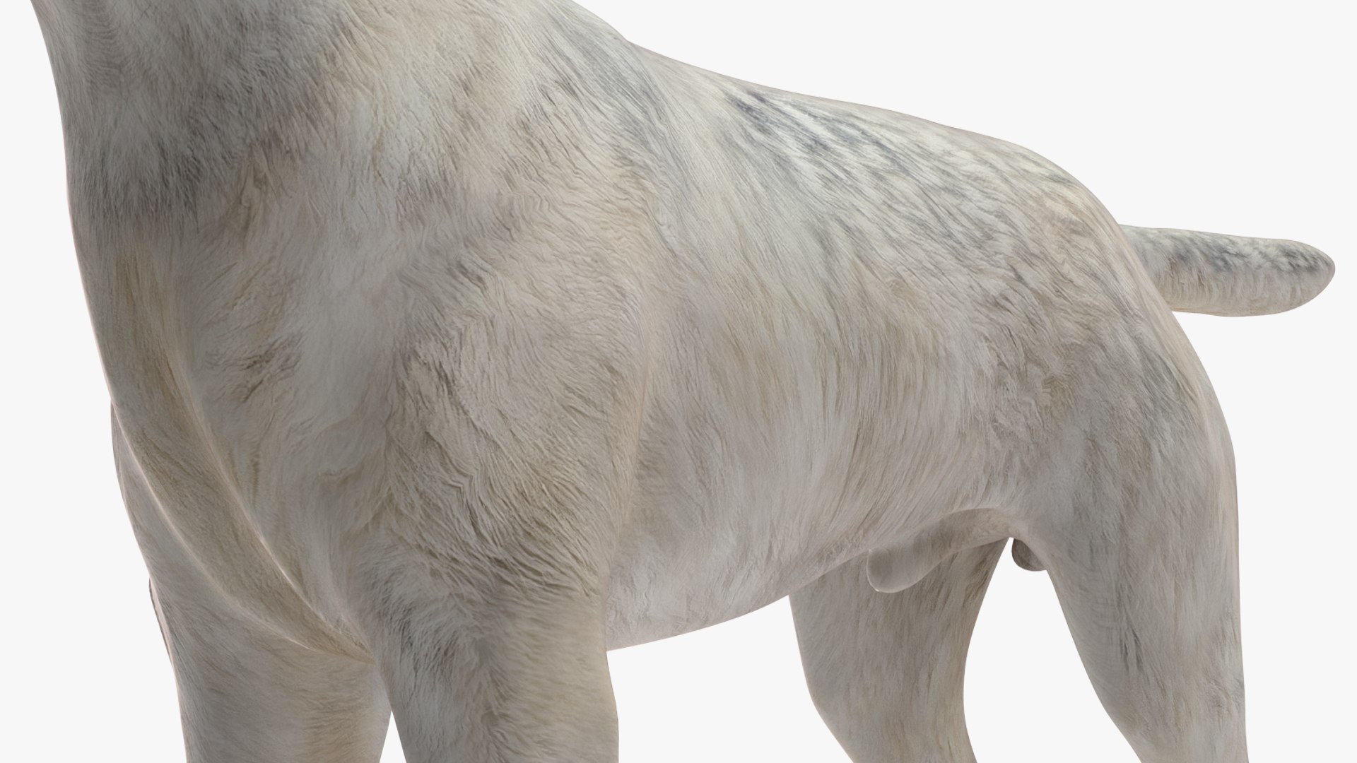 White Wolf Rigged for Cinema 4D 3D https://p.turbosquid.com/ts-thumb/JK/S9cYWv/pT/whitewolfriggedforcinema4dvray3dmodel031/jpg/1719986410/1920x1080/fit_q87/078c12d514f643f7b2e0ed6a1bdc7722d1d1bda8/whitewolfriggedforcinema4dvray3dmodel031.jpg
