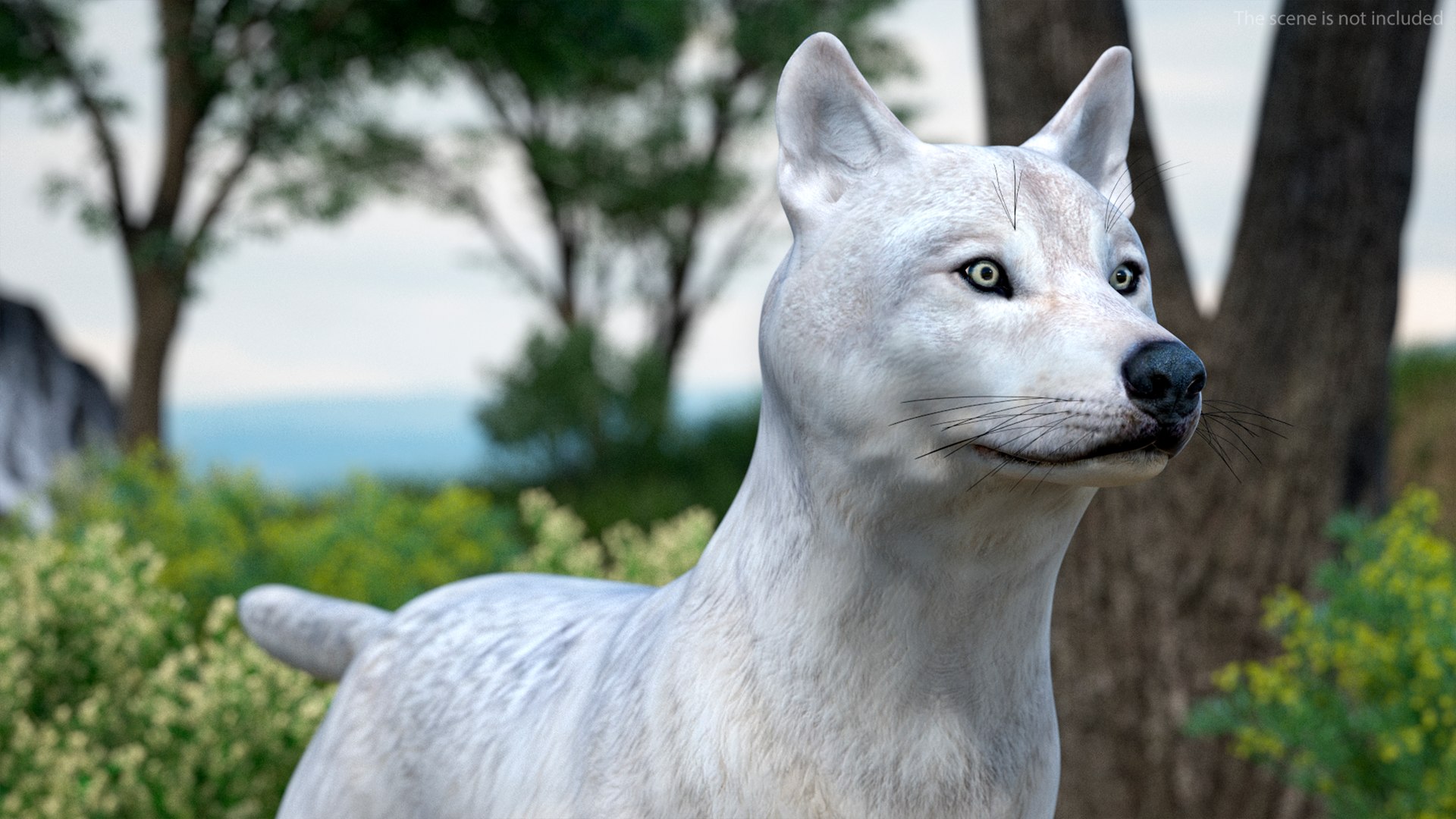 White Wolf Rigged For Cinema 4D 3D - TurboSquid 2250127